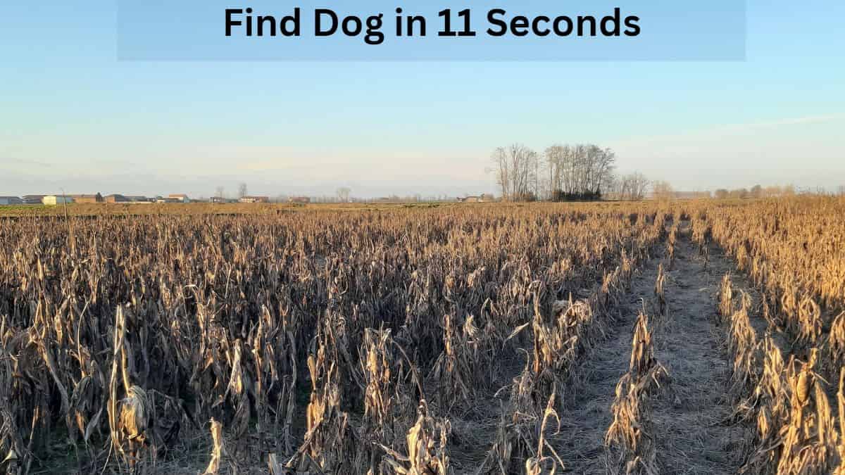 Find Dog in 11 Seconds