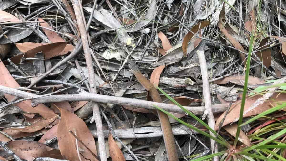 Find Lizard in 7 Seconds