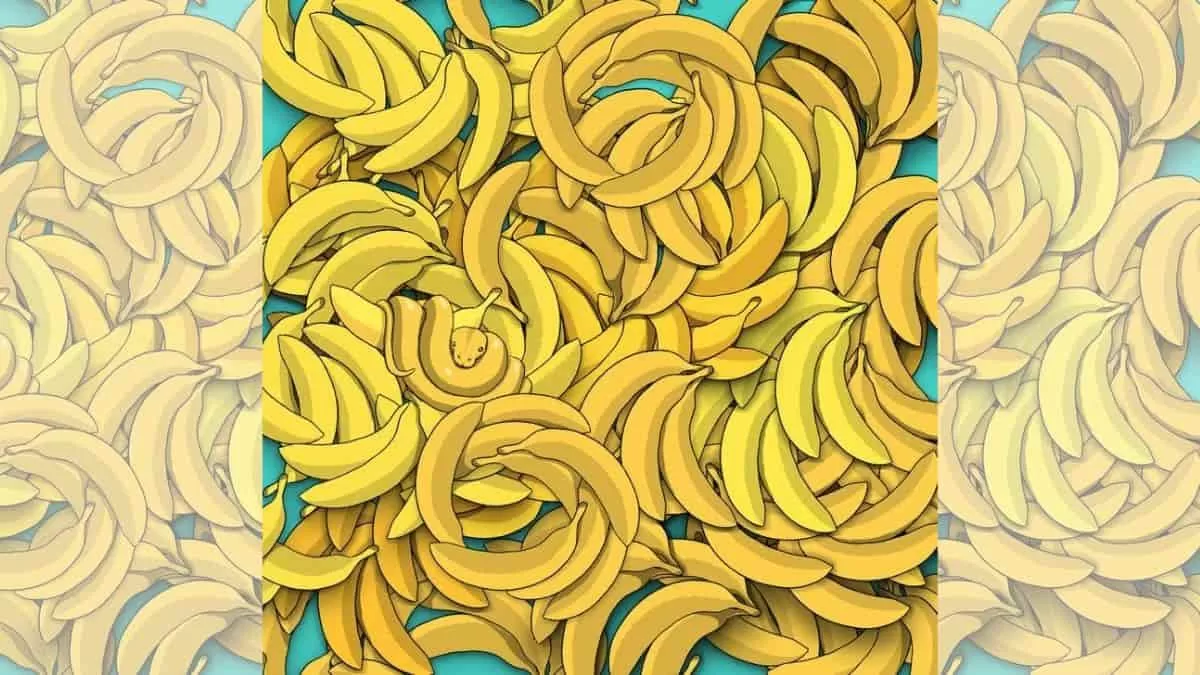 Find Snake in 5 Seconds