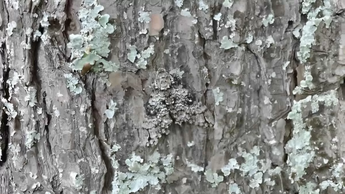 Find Moth in 5 Seconds