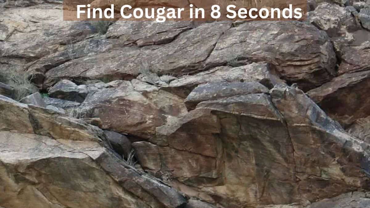 Find Cougar in 8 Seconds