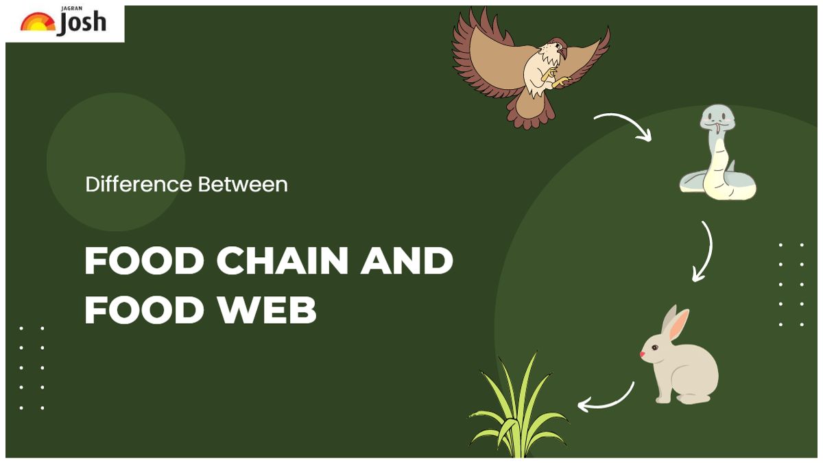 Difference Between Food Chain And Food Web in Tabular Form