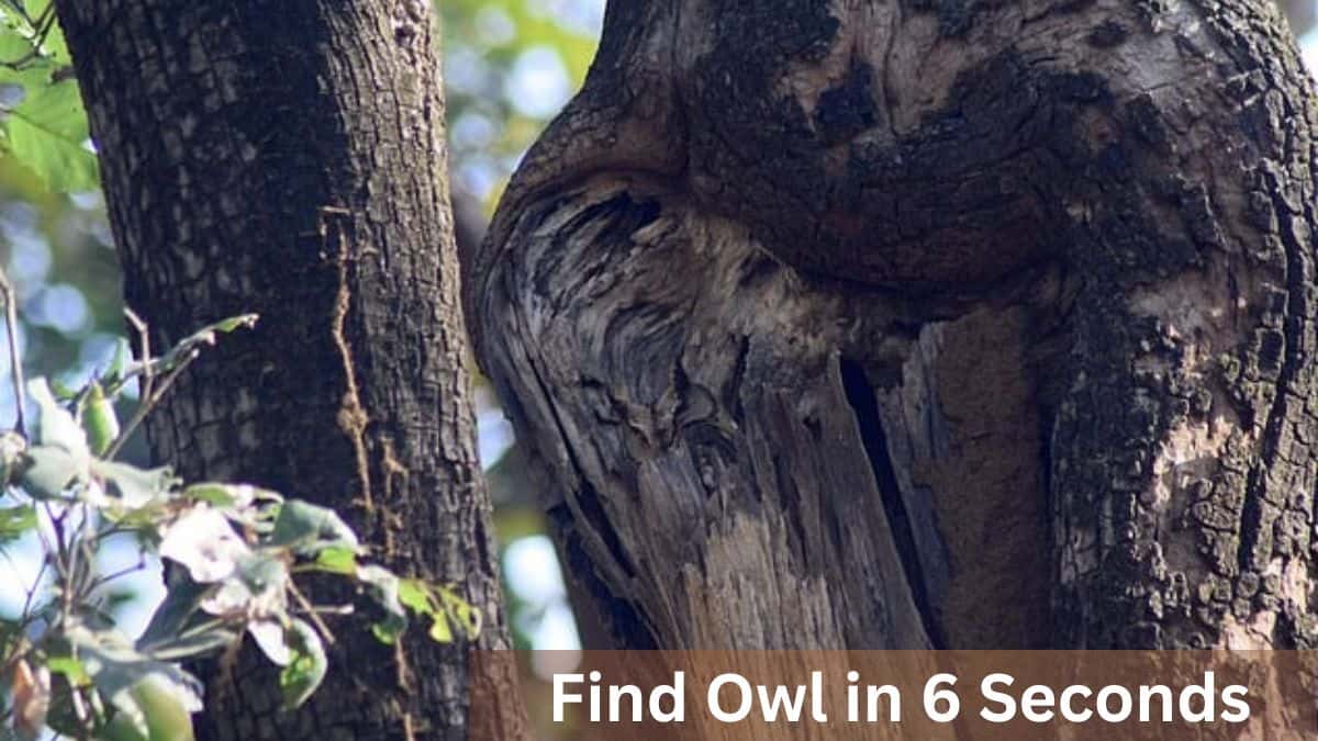 Find Owl in 6 Seconds