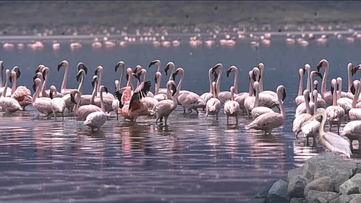 Find the hidden pelican!