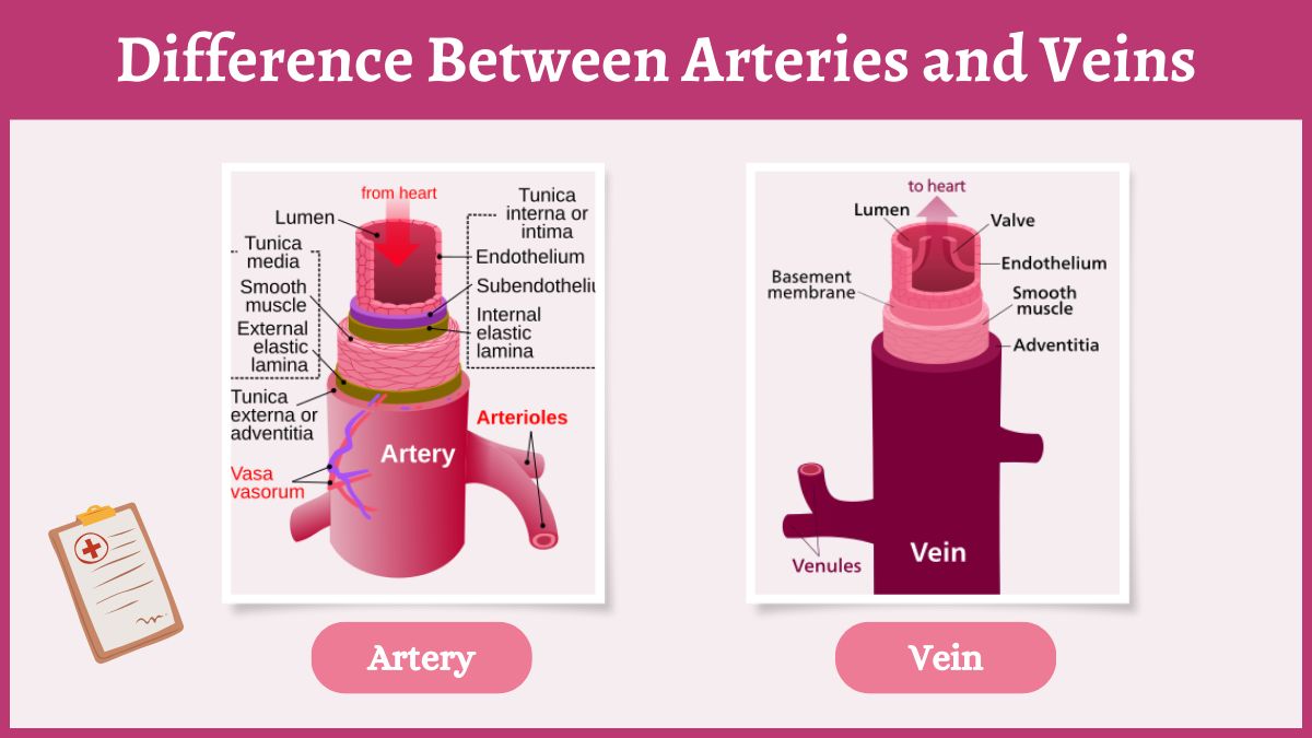 What Is The Difference Between Arteries And Veins?