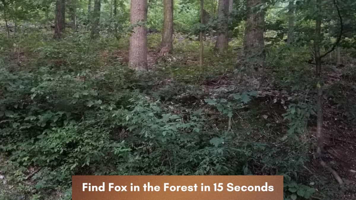 Find Fox in 9 Seconds