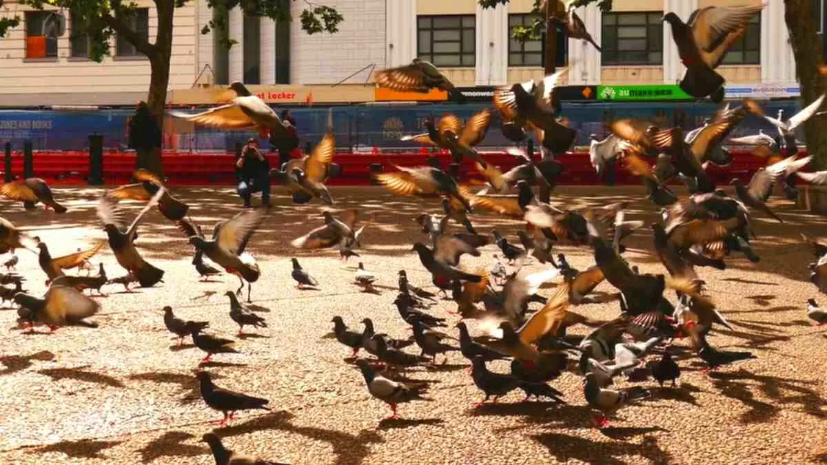 Birds are having the time of their life, but is there a bat in the picture? Can you spot the hidden bat?
