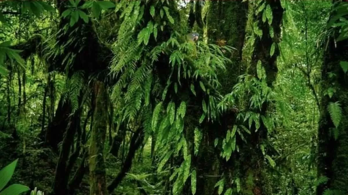 Find Parrot in 5 Seconds