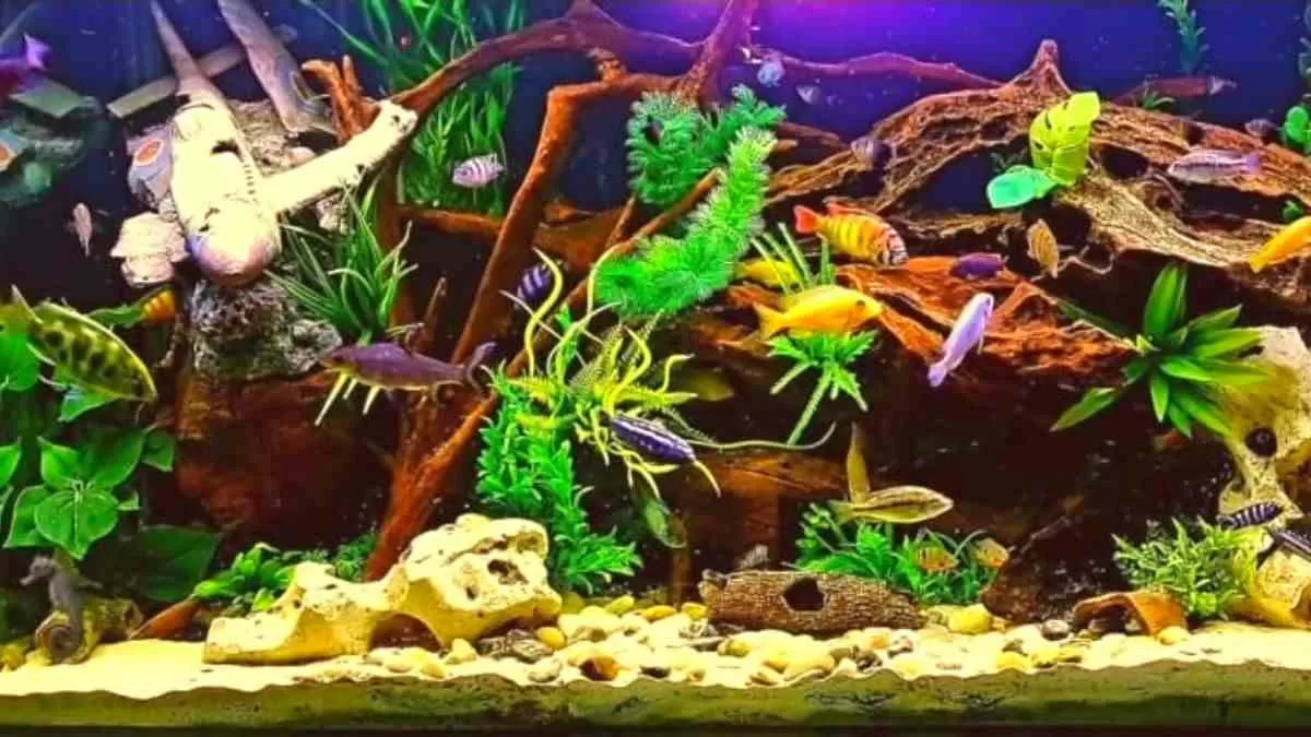 Find the hidden seahorse!
