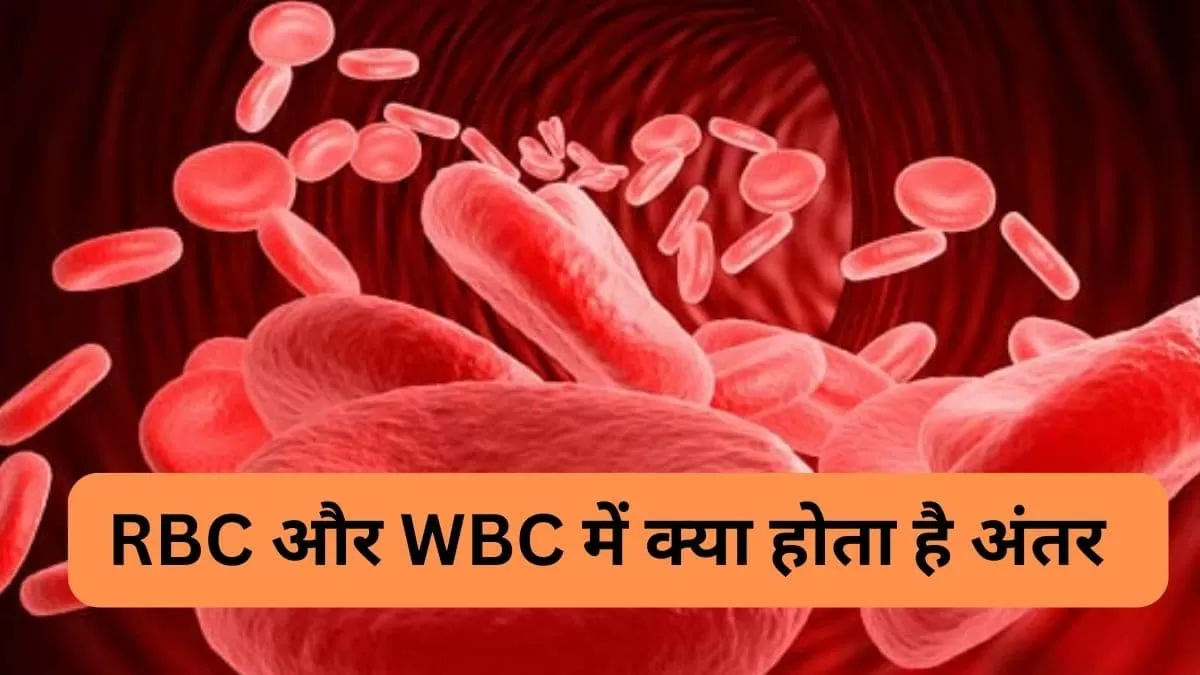 Difference Between Rbc And Wbc