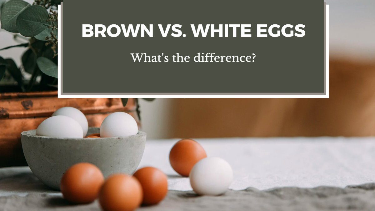 What Is The Difference Between Brown And White Eggs?