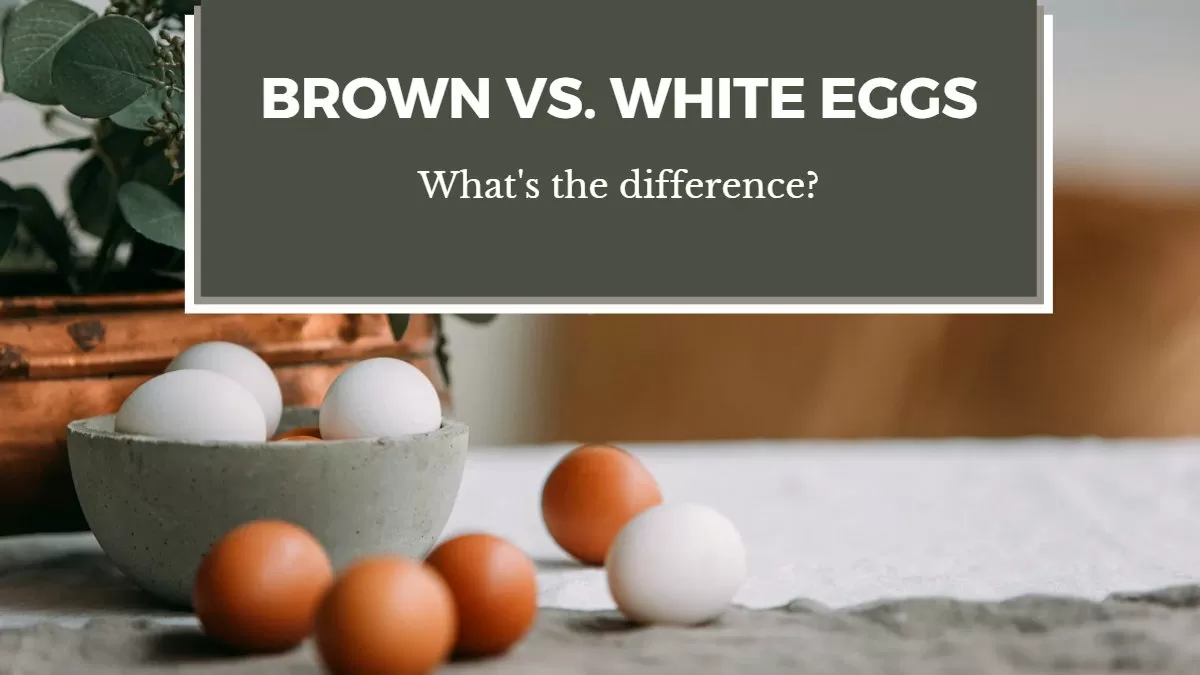 Brown Eggs vs. White Eggs: Is There a Difference?