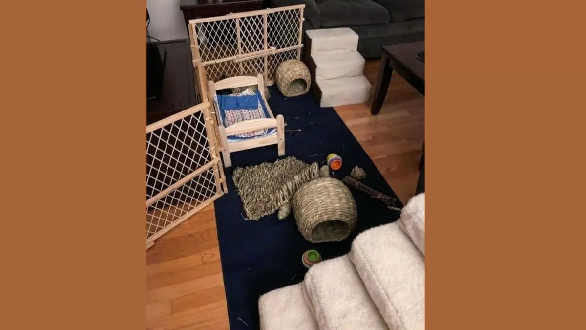 Find Bunny in 11 Seconds