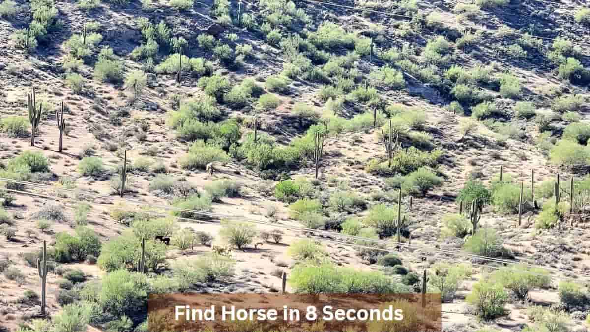 Find Horse in 8 Seconds