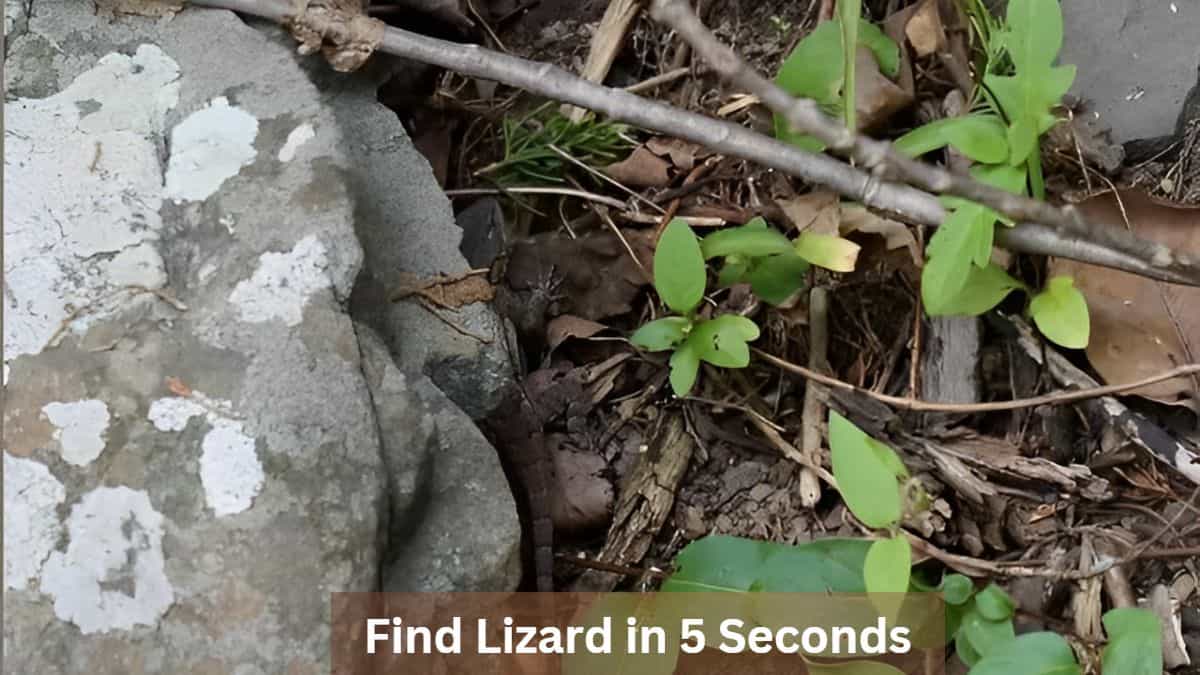 Find Lizard in 5 Seconds