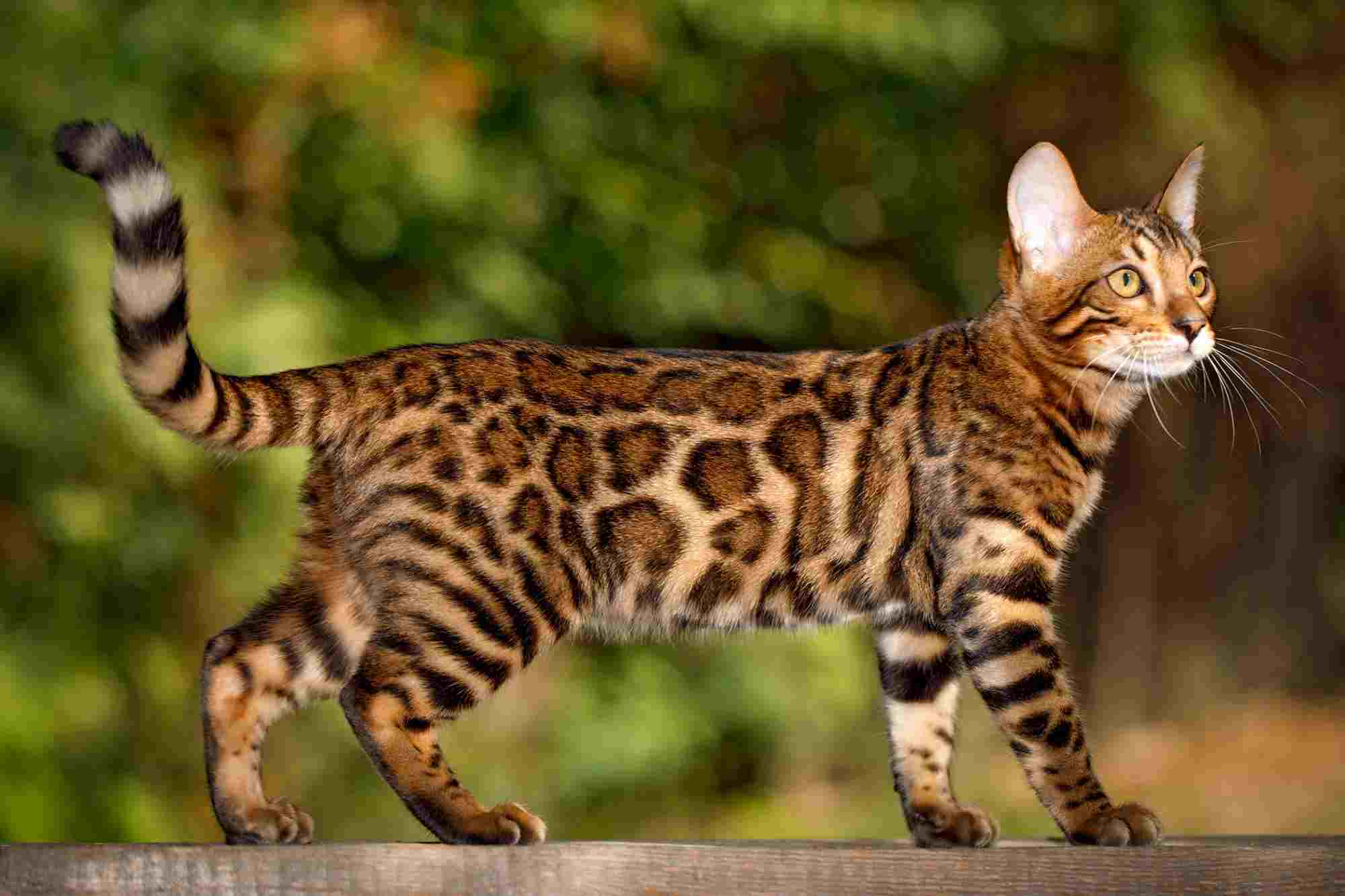 List Of Top 10 Cat Breeds - KittyCatz