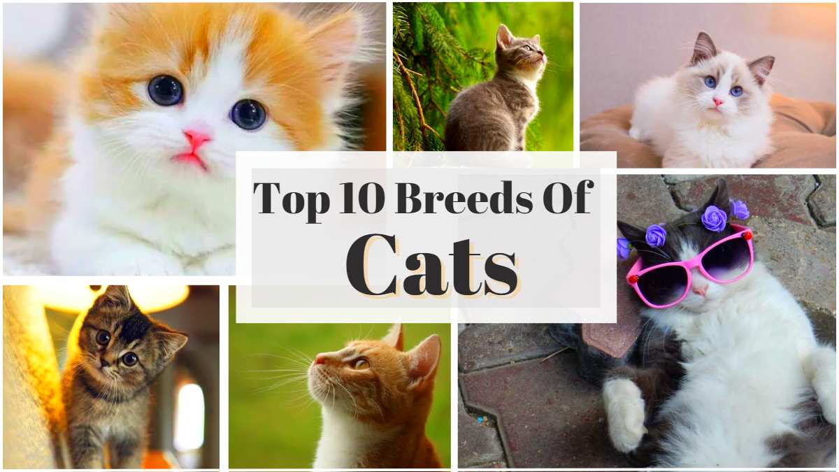 List Of Top 10 Cat Breeds