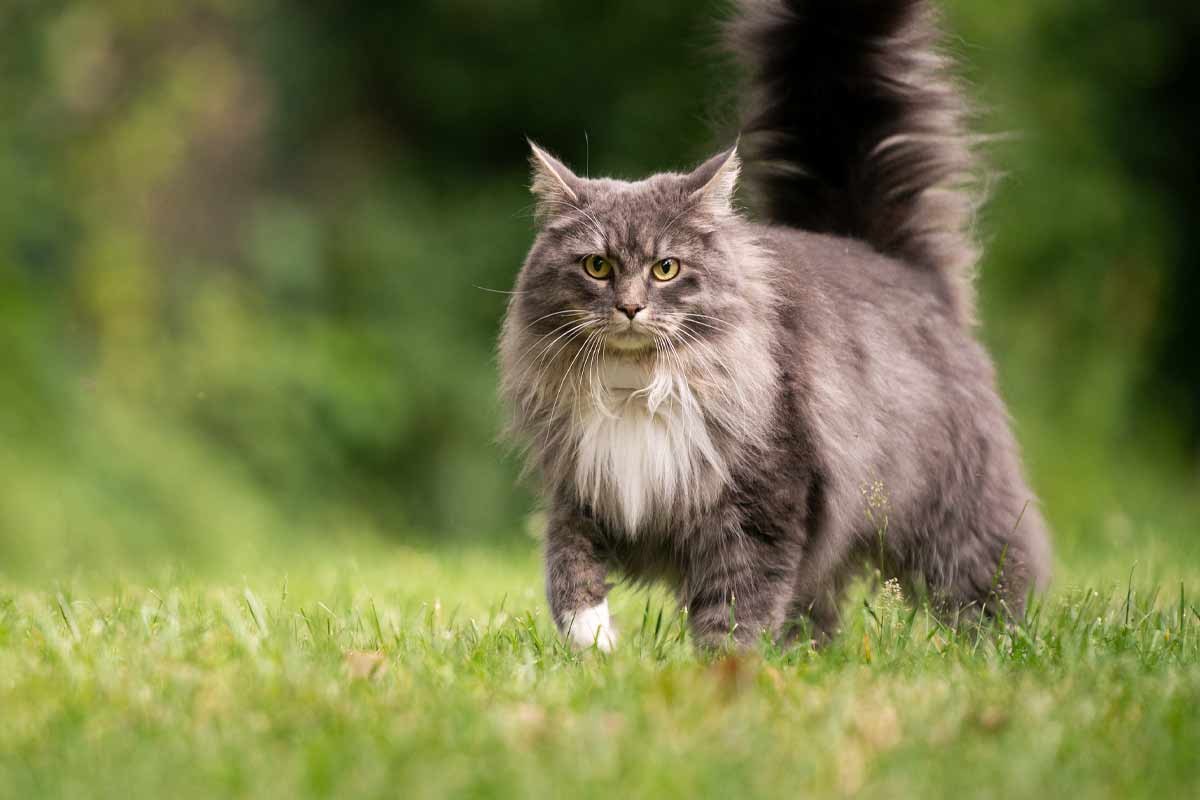 Top 10 Cat Breeds In The World