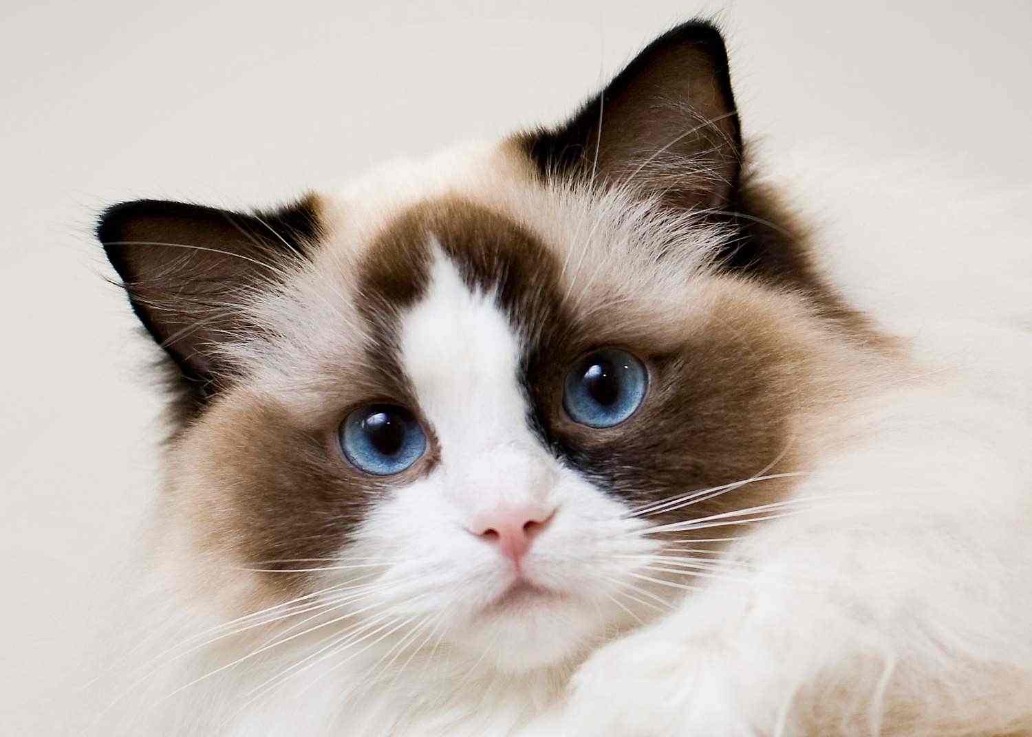 Top 10 Cat Breeds In The World
