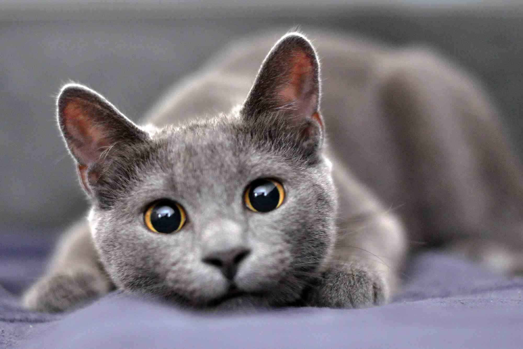Top 10 Most Beautiful Cats Cat Dubbed The Most Beautiful Cat In The