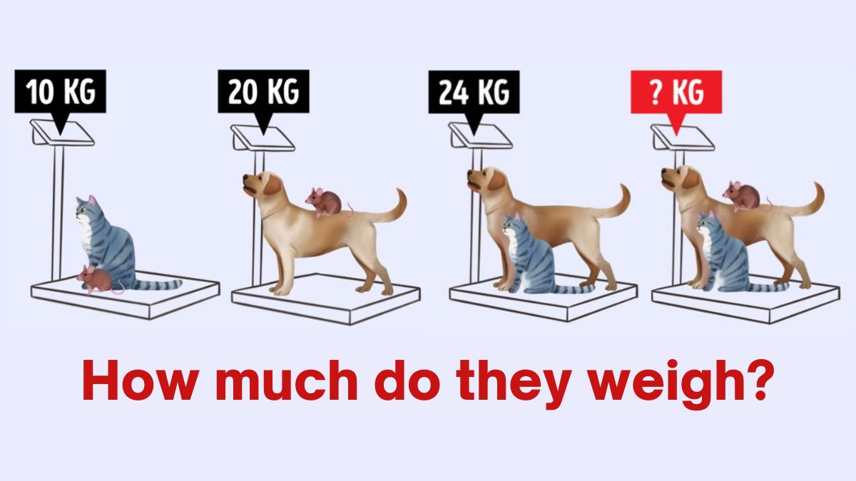 Brain Teaser to Test Your IQ: Can you find the weight of cat, dog and mouse  in 25 secs?