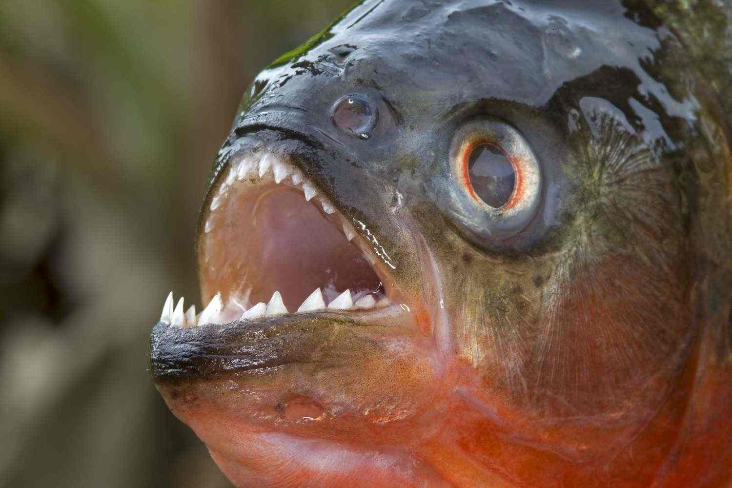 Top 5 deadliest fish in the world
