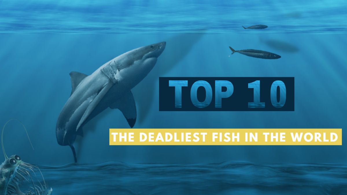 Top 10 Most Deadly Fish in the World