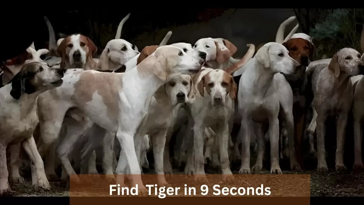 Optical Illusion Test: Can you find the hidden tiger among dogs in 9  seconds?