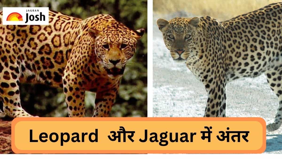 Difference: Leopard और Jaguar में क्या होता है अंतर, जानें