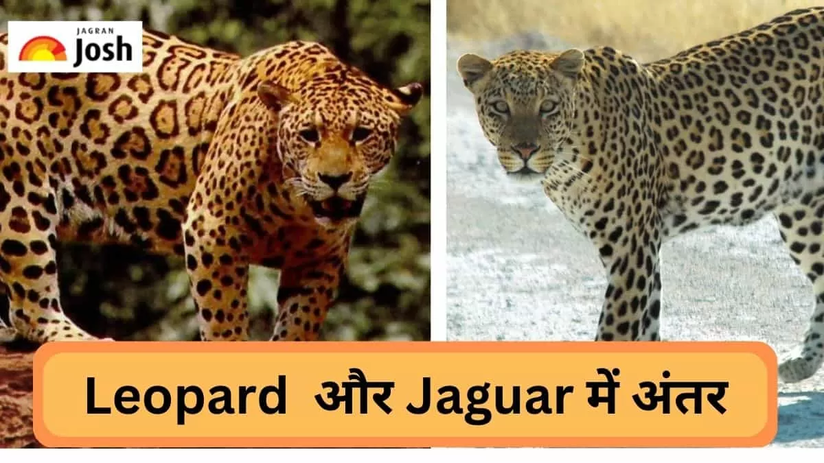 Difference: Leopard और  Jaguar में क्या होता है अंतर, जानें 