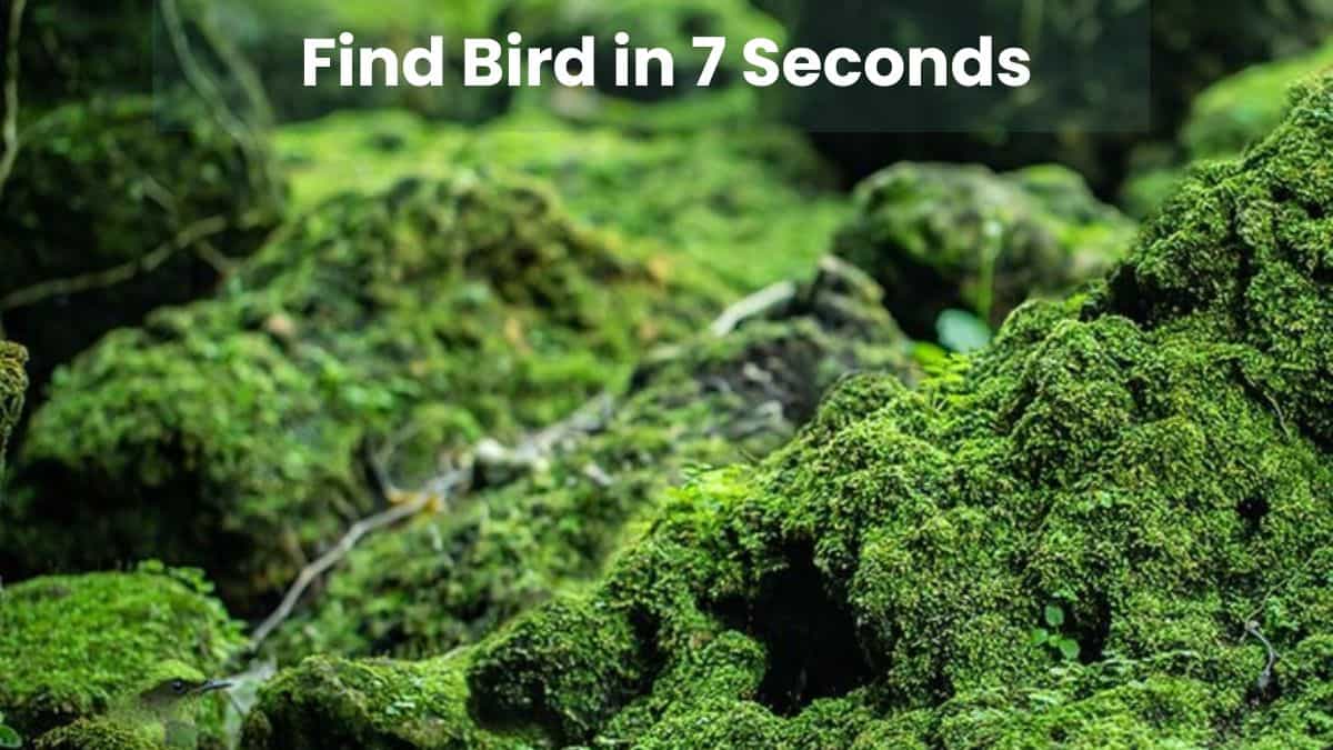 Find Bird in 7 Seconds