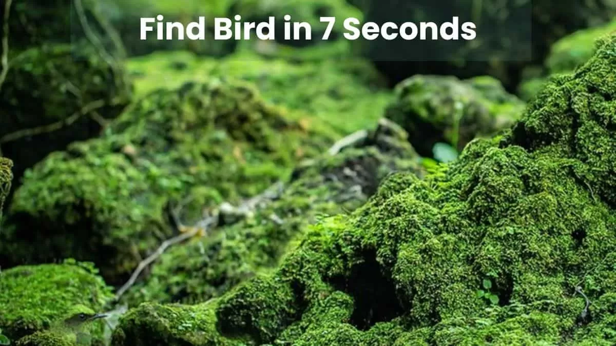 Find Bird in 7 Seconds