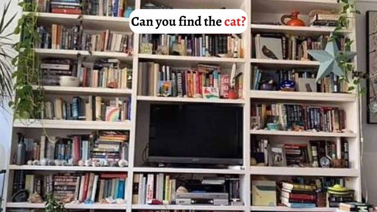 Brain Teaser Challenge: Even Detectives Have Failed To Find The Cat Sleeping On The Bookshelf. Can you?