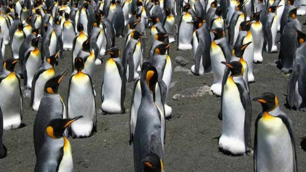 Penguin Awareness Day 2023