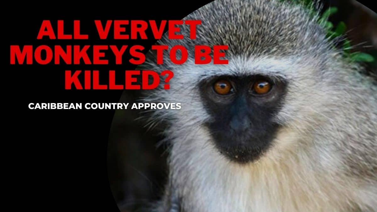 All Vervet Monkeys in the Caribbean country Sint Maarten would be culled as approved by the authorities