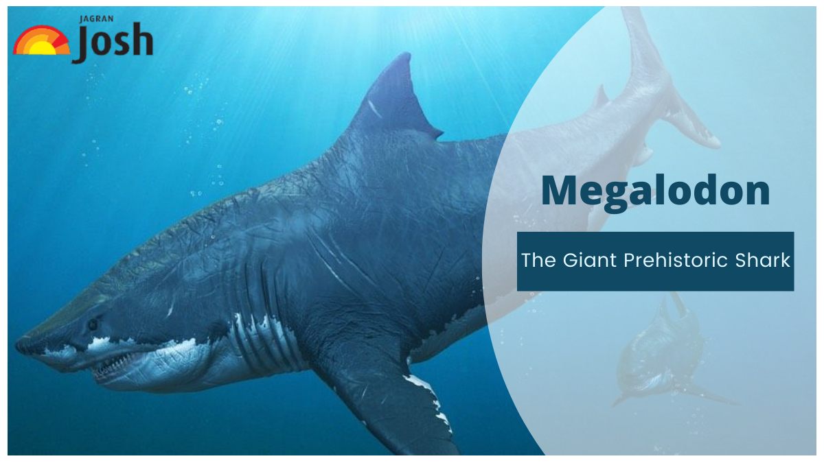Megalodon The Giant Prehistoric Shark Size History Teeth And Facts