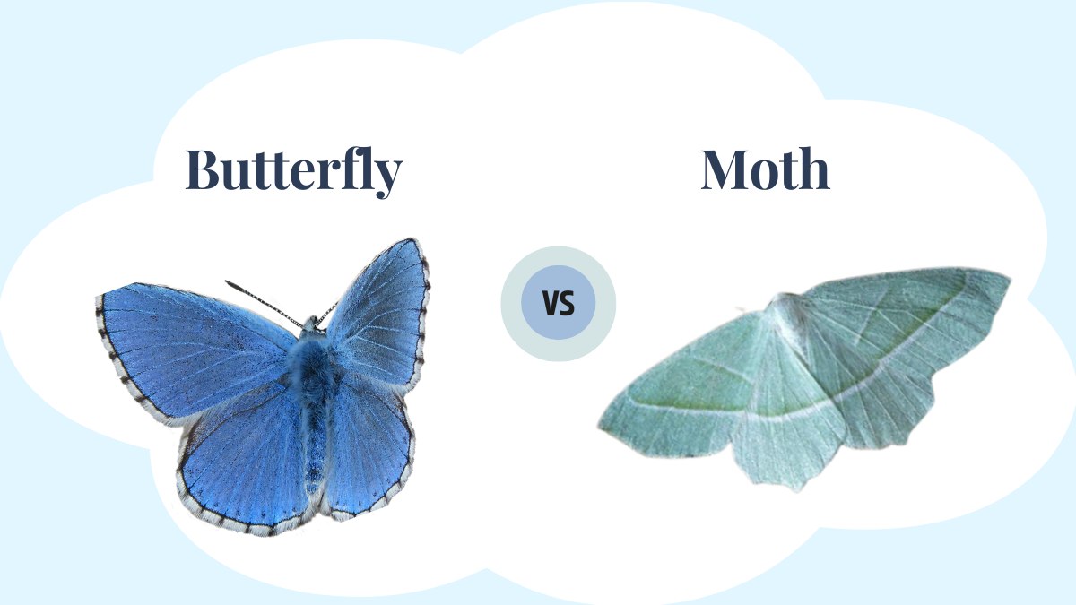 What is the difference between a moth and a butterfly? 