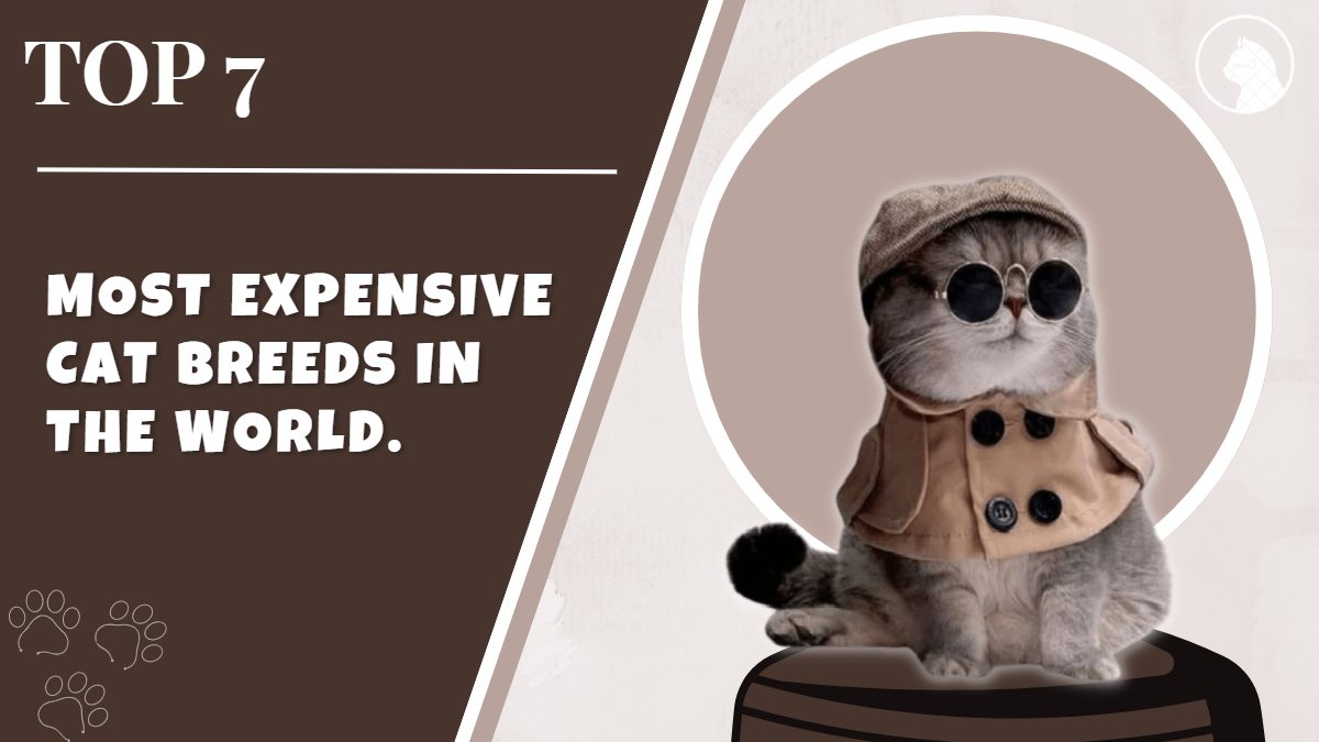 7 Of The Most Expensive Cat Breeds In The World
