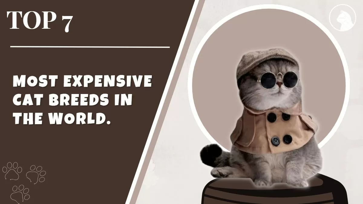 Most expensive cat food in the world best sale