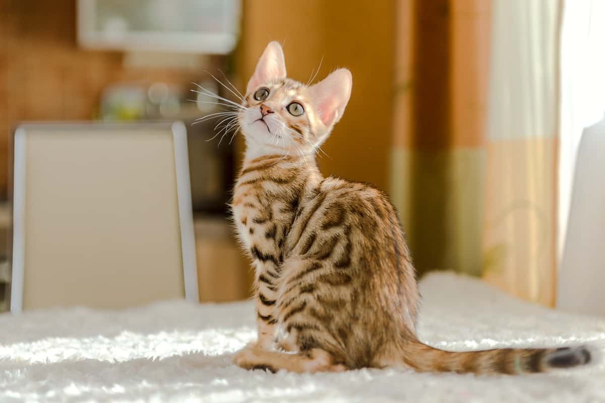 Bengal best sale kitten cost