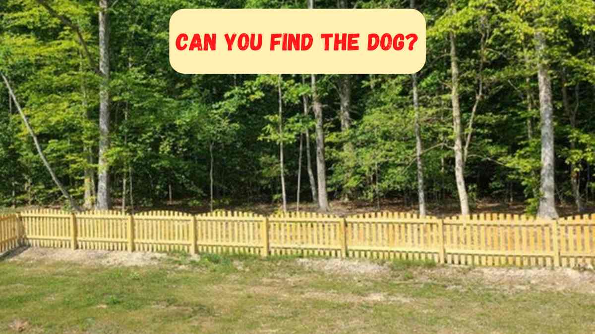 Brain Teaser IQ Test: Only The Most Highly Attentive Can Find The Dog In The Yard In 6 Seconds. 
