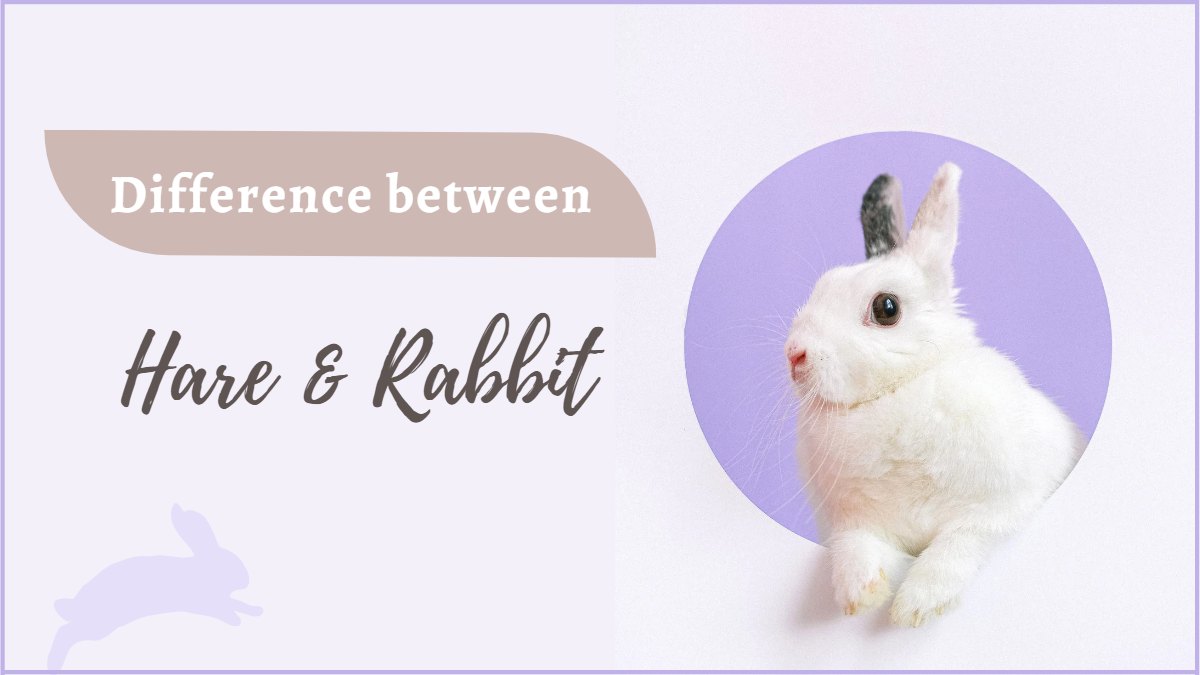 What Is The Difference Between Hare and Rabbit? 
