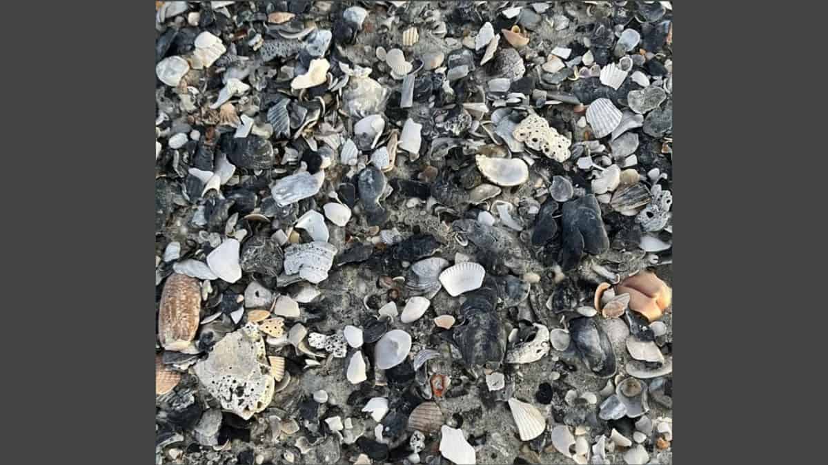 Find Crab in 9 Seconds