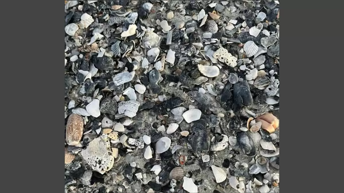 Find Crab in 9 Seconds