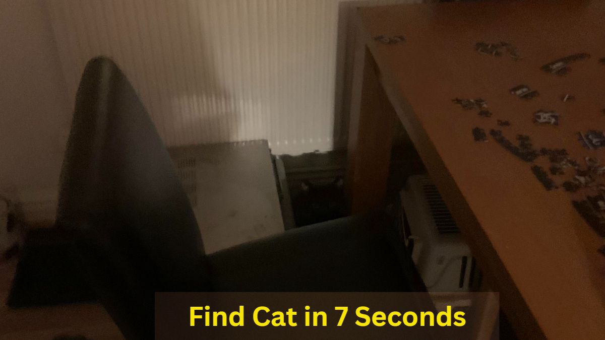 Find Cat in 7 Seconds