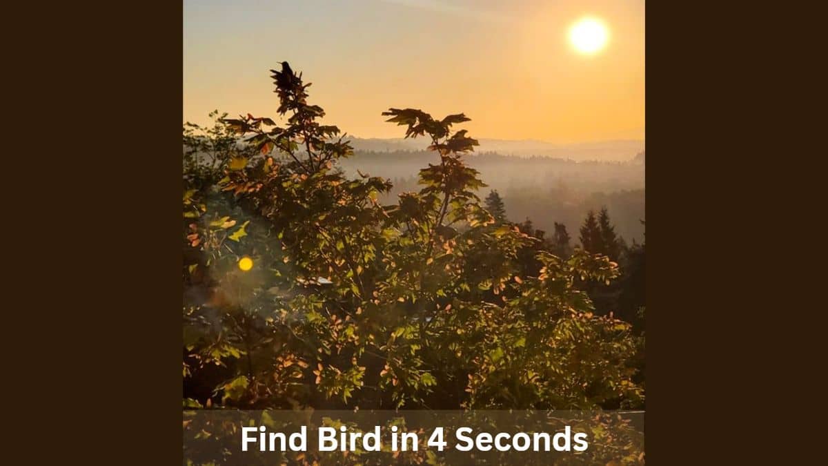 Find Bird in 4 Seconds