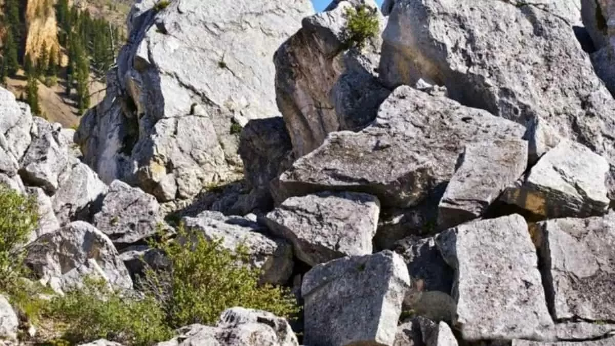 Find Rabbit in 7 Seconds