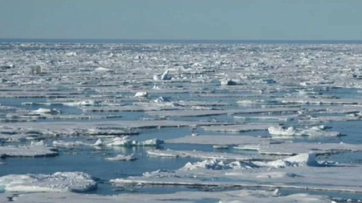 Find the hidden polar bear!