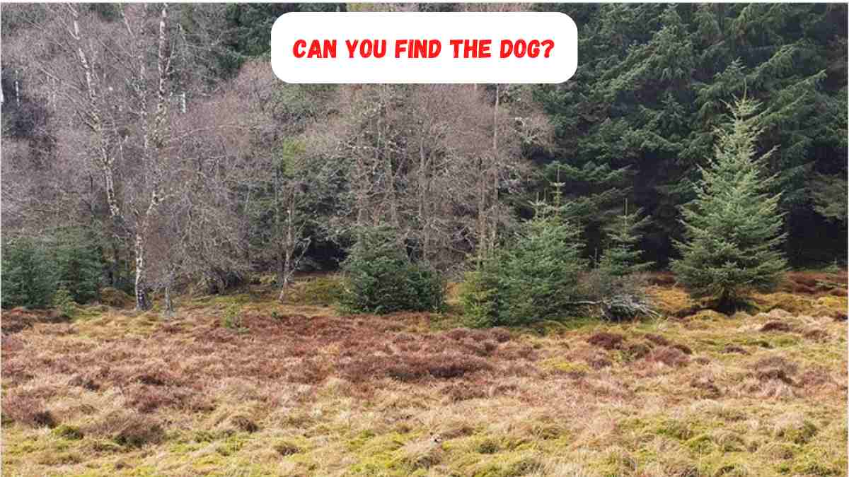 Optical Illusion Challenge Find Teddy The Dog  In 11 Seconds!