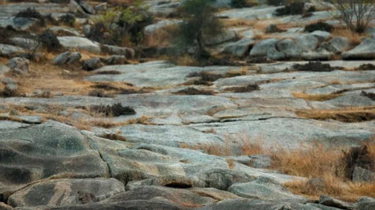 Optical Illusion IQ Test: Only The Sharpest Minds Can Find The Leopard Hidden Among The Rocks In 13 Seconds!